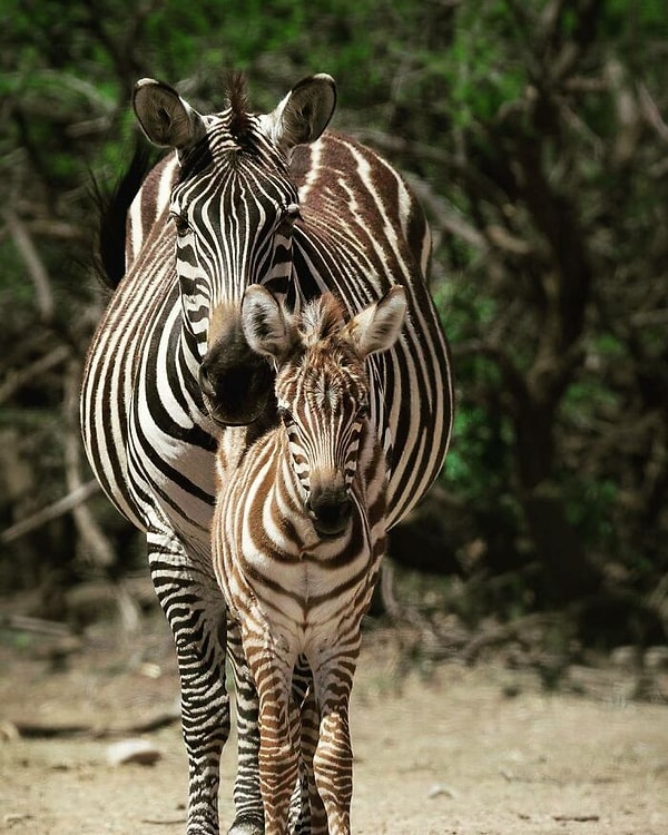 7. Zebra