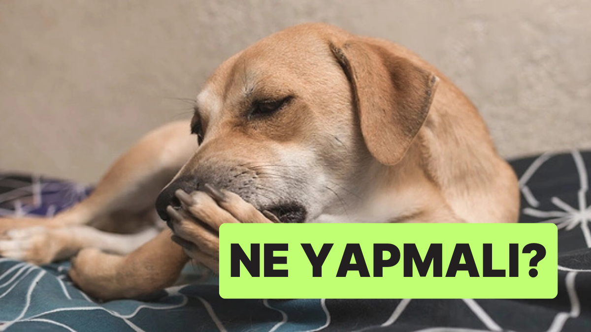 Uzmanlar Uyardı: Köpeklerin Patisini Yalaması Sağlık Problemine İşaret Edebilir