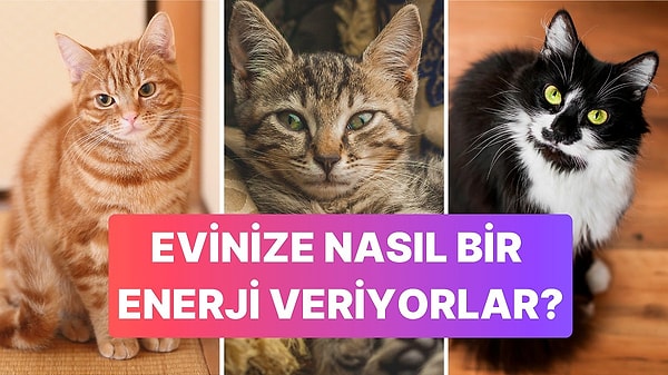 14. Kediler Tüy Renklerine Göre Evimizin Enerjisini Nasıl Etkiliyor?