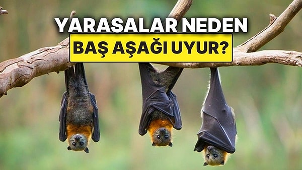 13. Yarasaların Baş Aşağı Uyumasının Sebebi Meğerse Buymuş!