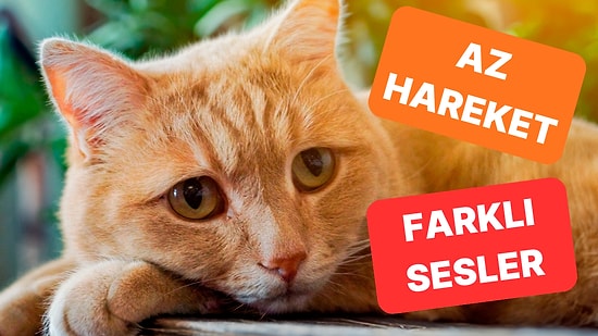 Eğer Farklı Davranıyorsa Dikkat: Kedilerde Demansın Gizli Belirtileri