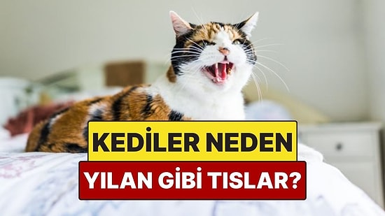 Kediler Neden Tıpkı Yılanlar Gibi Tıslar?