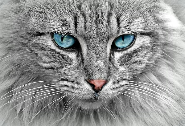 Kedilerin favorisi: Lazerler, parlak tüylü oyuncaklar ve kedi topları…