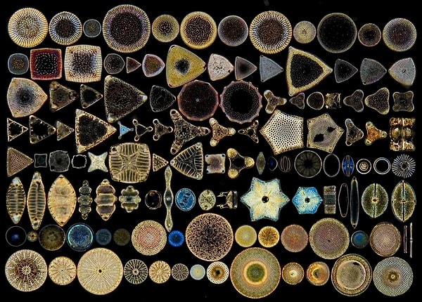 Diatom Düzenleme