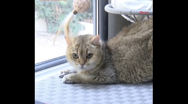 Bir gerçekten kedi ülkesiymişiz.