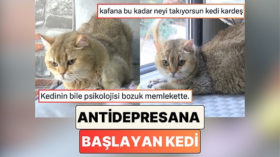 Artas İsimli Bir Kedi, Obsesif Kompulsif Bozukluğu Nedeni ile Antidepresan Tedavisine Başladı