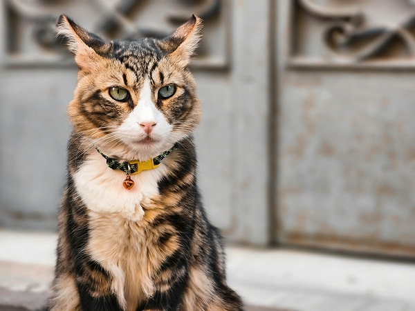 1. Kediler, köpeklerin aksine doğrudan göz temasıyla rahat hissetmez.