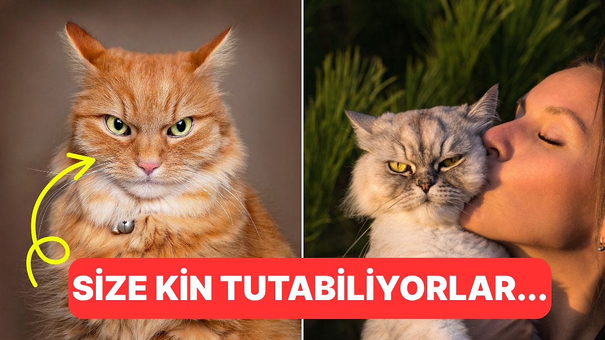 &quot;Hiçbir Kedi Benden Kaçmasın&quot; Diyorsanız: Kedilere Kendinizi Sevdirme Yolları