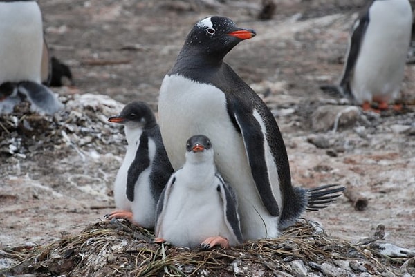 Penguen