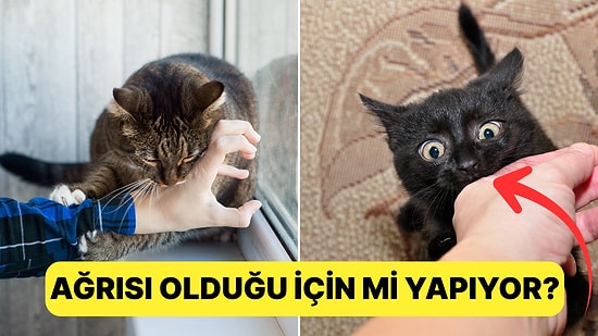 Tek Favori Toksik İlişkimiz: Siz Kedinizi Sevmeye Çalışırken Neden Isırıyor?