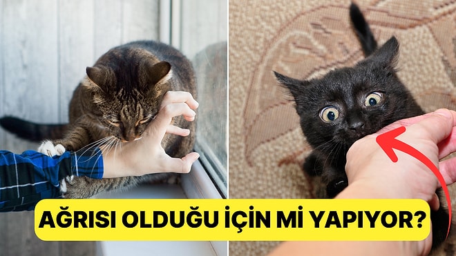 Tek Favori Toksik İlişkimiz: Siz Kedinizi Sevmeye Çalışırken Neden Isırıyor?