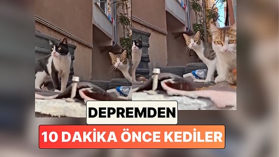 Bir Vatandaş Depremden 10 Dakika Önce Sokağındaki Kedilerin Sergilediği Garip Davranışları Paylaştı