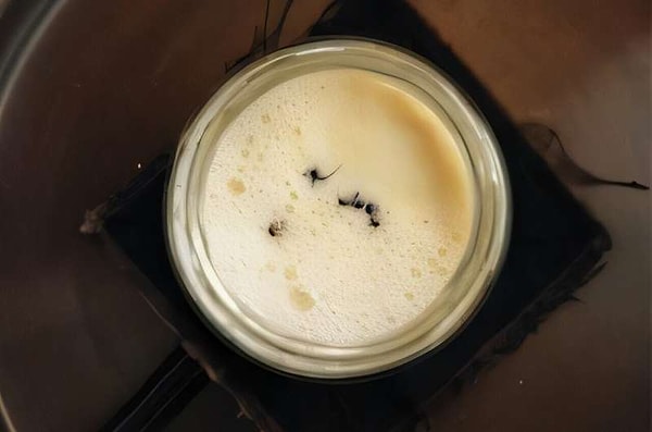 Alchemist’in Ar-Ge ekibi, karınca yoğurduyla üç özel tarif geliştirdi: