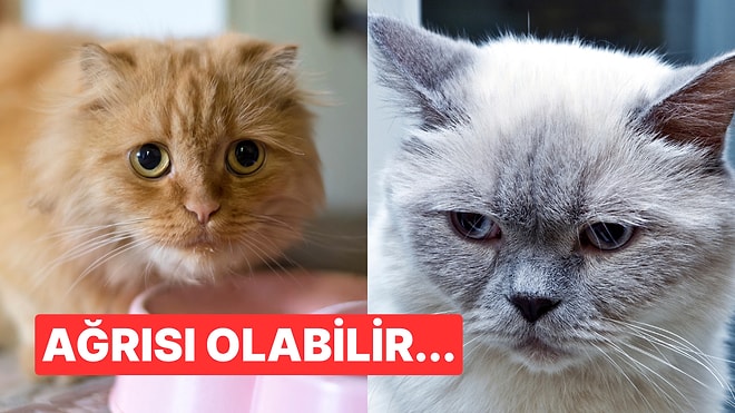 Onların da Minnoş Bir Kalpleri Var: Kedilerin Mutsuz Olduğunu Nasıl Anlarsınız?