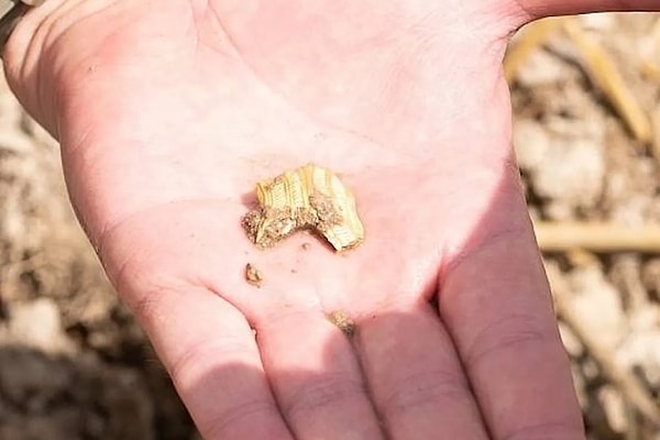 Çek Cumhuriyeti’ndeki arkeologlar, yaklaşık 2.500 yıllık sikkeler, altın takılar ve diğer eserlerden oluşan bir koleksiyon ortaya çıkardı.