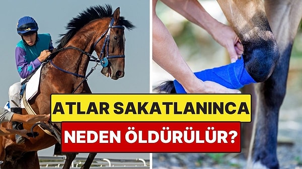 6. Sakatlanan Atlar Neden Ölüme Mahkum Edilir?