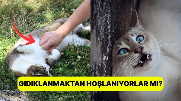 3. Kafamızda Deli Sorular: Kediler Gıdıklanır mı?