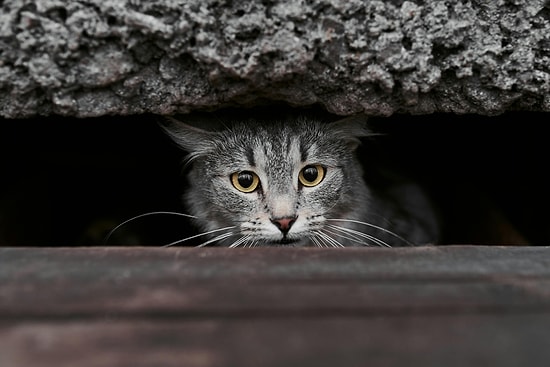 How to Learn if Your Cat Has Anxiety Problems