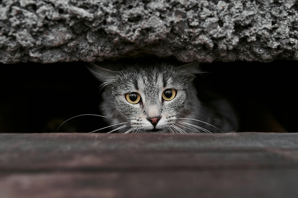 How to Learn if Your Cat Has Anxiety Problems