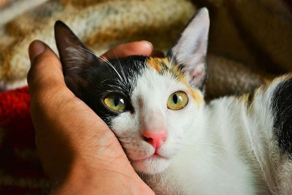 Reading your cat's body language is the key to everything.
