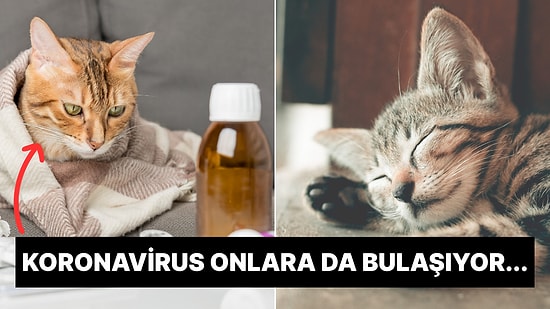 Hazır Kış Kapıda... Kediler de Grip Olur mu?