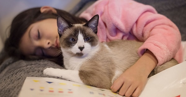 Living with cats also has positive effects on cardiovascular health.