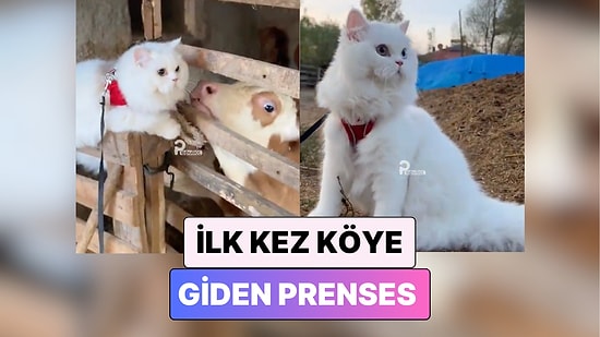 Tam Bir Prenses: Hayatında İlk Kez Köye Giden Kedinin Tatlı Şaşkınlığı