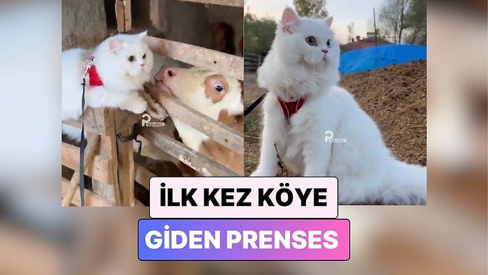 Tam Bir Prenses: Hayatında İlk Kez Köye Giden Kedinin Tatlı Şaşkınlığı