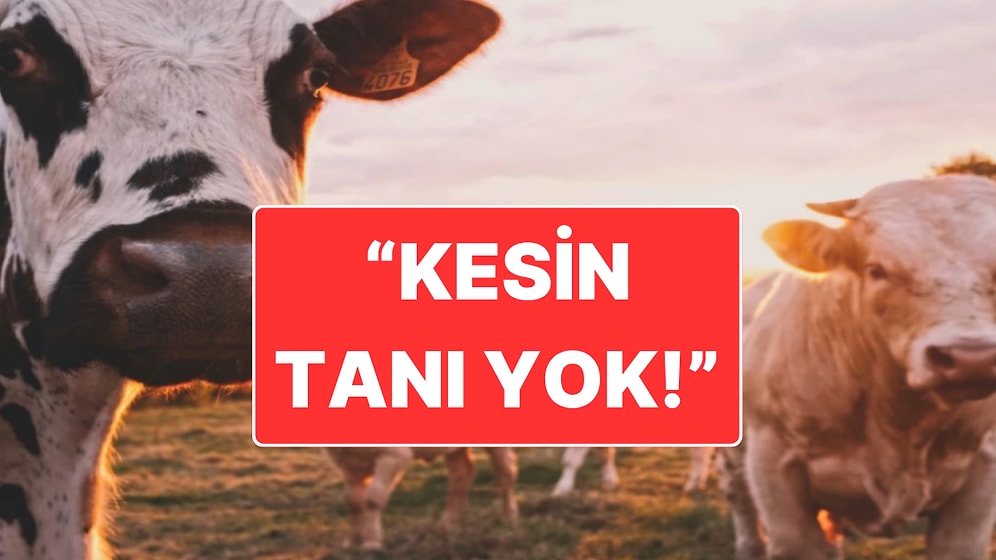 Ankara’da Deli Dana Hastası Olduğu İddia Edilmişti: Hastane İddiaları Yalandı, Tetkiklerin Sürdüğünü Açıkladı