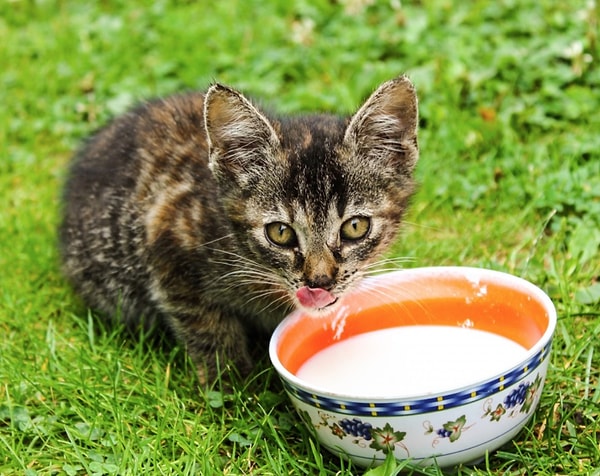 The adorable sight of cats drinking from a milk bowl is, unfortunately, a significant misconception.