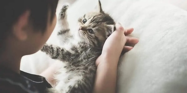 Although cats are often perceived as more aloof compared to dogs, research indicates that this is not the case.