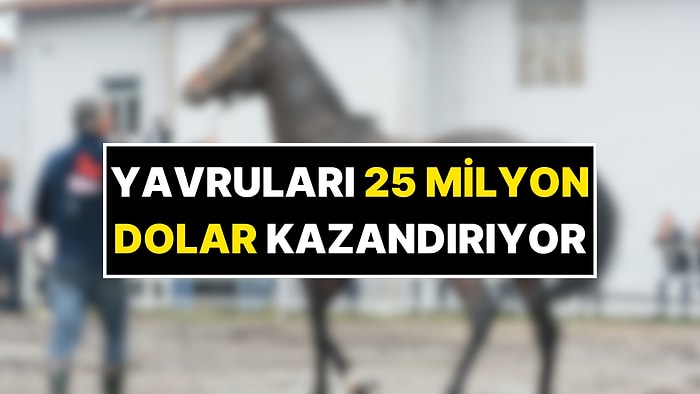 Yavruları 25 Milyon Dolar Kazandırıyor! Dünyaca Ünlü Belardo Türkiye'de