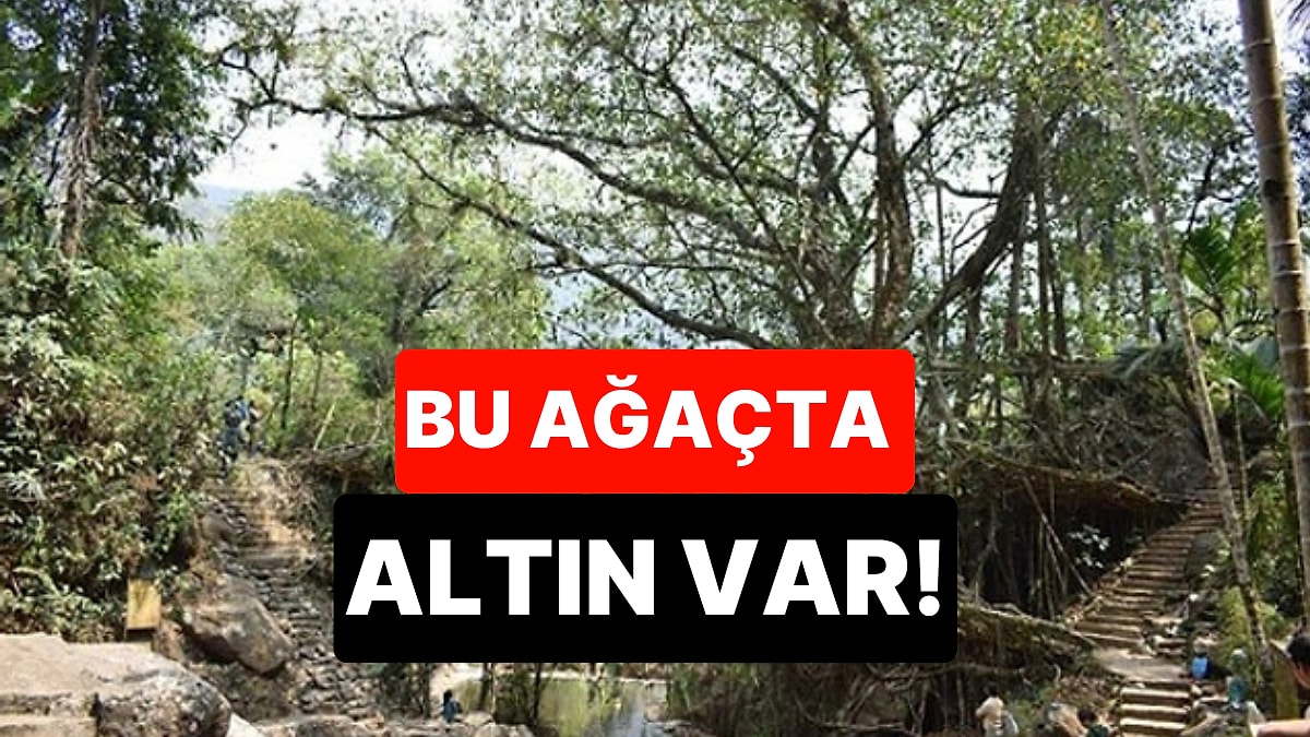 Yolda Görürseniz Kontrol Edin: Bu Ağacın Yapraklarında Altın Bulundu