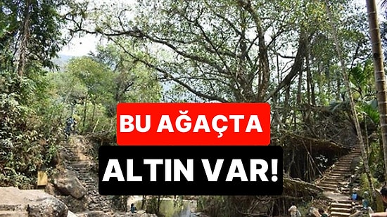 Yolda Görürseniz Kontrol Edin: Bu Ağacın Yapraklarında Altın Bulundu