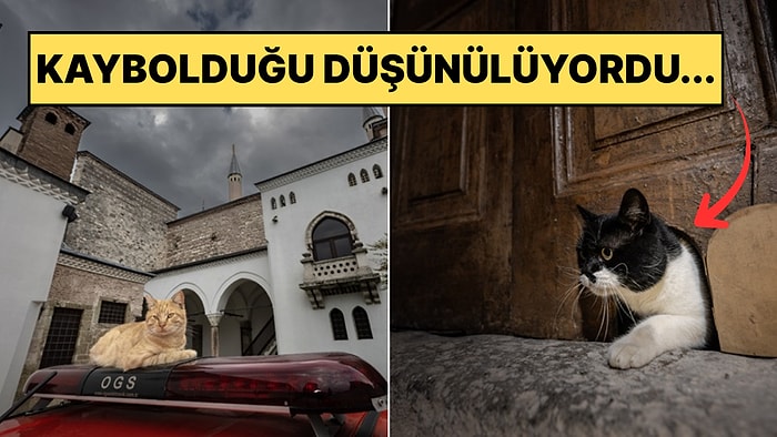 Günün En Güzel Haberi: Topkapı'nın Kedi Kapısı Yeniden Hizmette