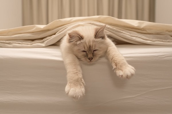 Cats are "crepuscular" creatures, meaning they are most active during twilight.