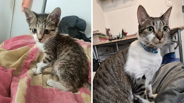 4. Geçmiş olsun artık evde nur topu gibi terör estiren bi' tekiriniz var! 😂