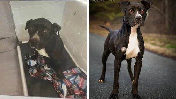 7. Biz burada artık kendinden emin, yakışıklı bir patili dost görüyoruz!