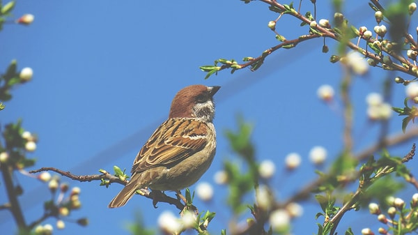 Kullanıcılar, partnerlerine kuş gördüklerini söylüyor ve tepkilerini kaydediyor.