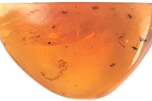 Kudretli Tyrannosaurus rex’in hüküm sürdüğü döneme ait, dünyanın bilinen en eski sivrisinek larvası Myanmar’daki bir kehribar parçasında keşfedildi.