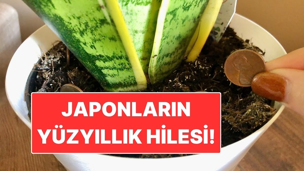 Japonların Yüzyıllık Hilesi! Saksıya Bozuk Para Koyun, Farkı Görün