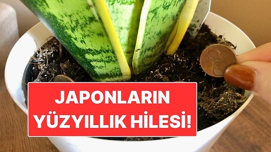 Japonların Yüzyıllık Hilesi! Saksıya Bozuk Para Koyun, Farkı Görün