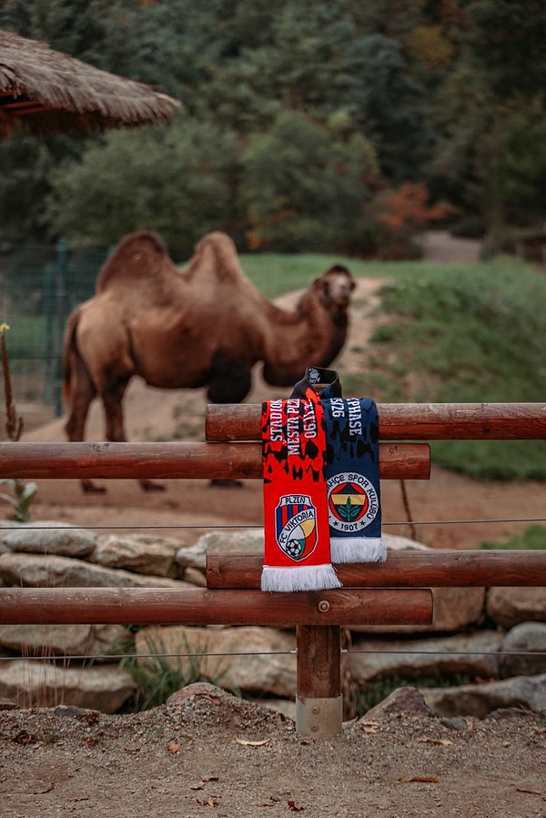 Resmi hesaptan "deve" paylaşmışlar.