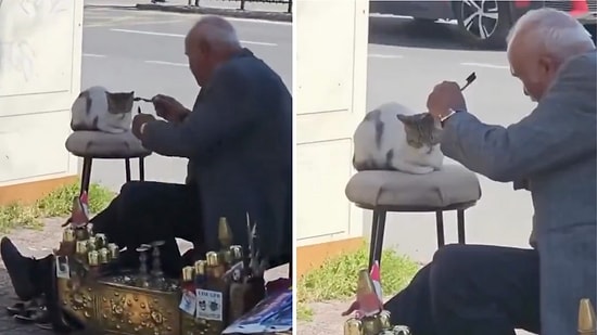 A Heartwarming Moment a Shoeshine Worker Groomed a Cat with His Supplies