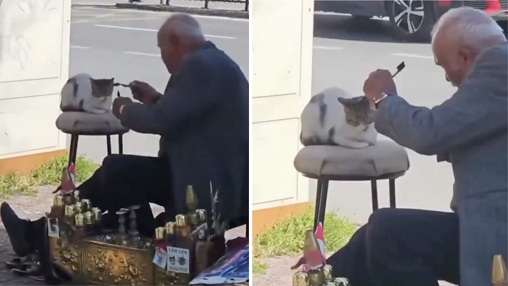 A Heartwarming Moment a Shoeshine Worker Groomed a Cat with His Supplies