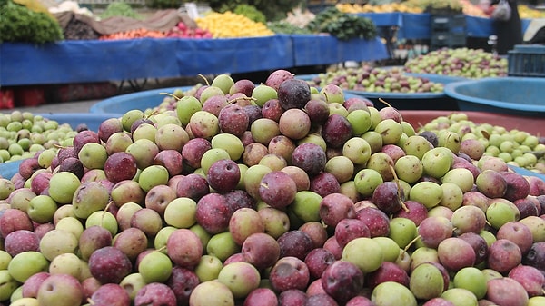 Mor zeytin, yeşil ve siyah zeytin arasında en sağlıklısı olarak öne çıkıyor.