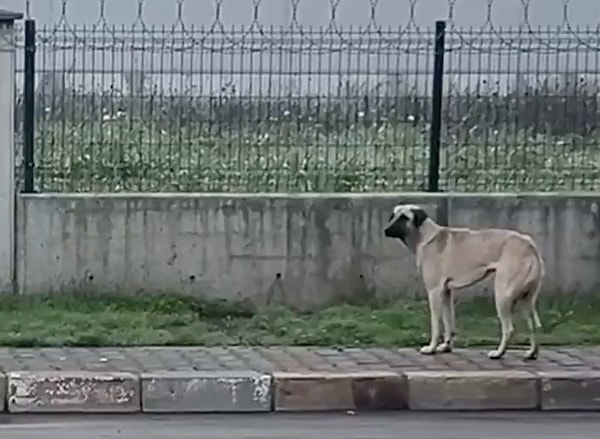 "Senin yüzünden bütün hayvanlar aç kaldı."