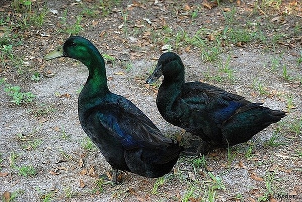 4 Bin 843 TL’ye Satılıyor!