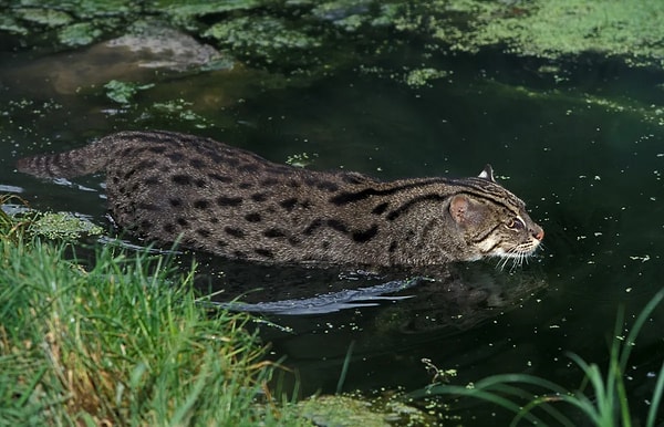 Balıkçı kediler, suya uyum sağlayan fiziksel yapılarıyla diğer kedilerden tamamen ayrılıyor.