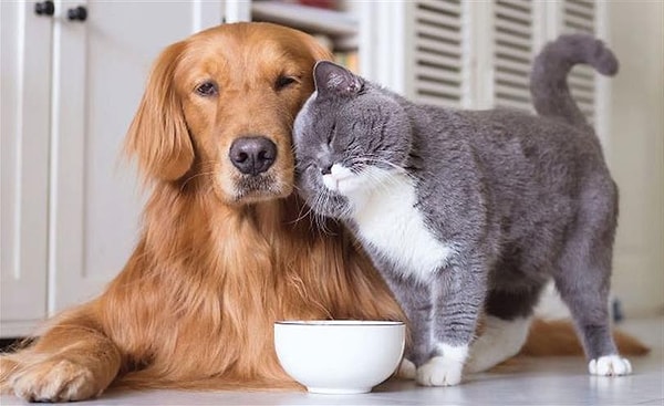 Barınak kelimesi kullanılmayacak.